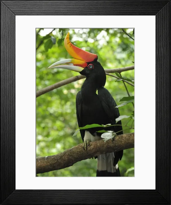 Framed Print : Picture No. 10909366 Framed Print : Picture No. 10909366