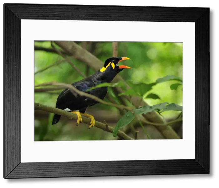 Framed Print : Picture No. 10909367 Framed Print : Picture No. 10909367