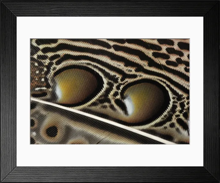 Framed Print : Picture No. 10909363 Framed Print : Picture No. 10909363