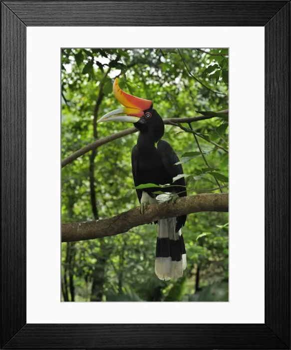 Framed Print : Picture No. 10909365