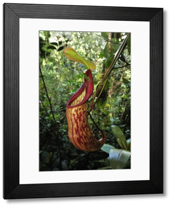 Framed Print : Picture No. 10909368 Framed Print : Picture No. 10909368