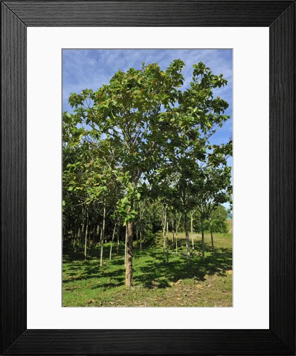 Framed Print : Picture No. 10909373 Framed Print : Picture No. 10909373