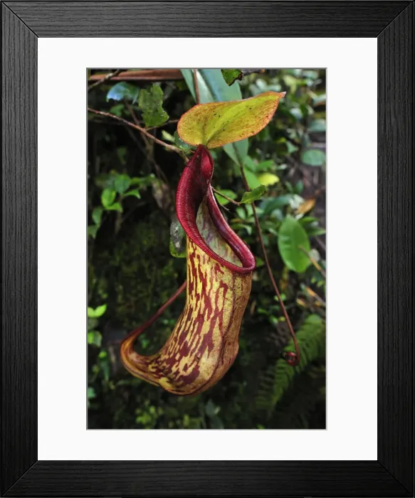 Framed Print : Picture No. 10909369 Framed Print : Picture No. 10909369