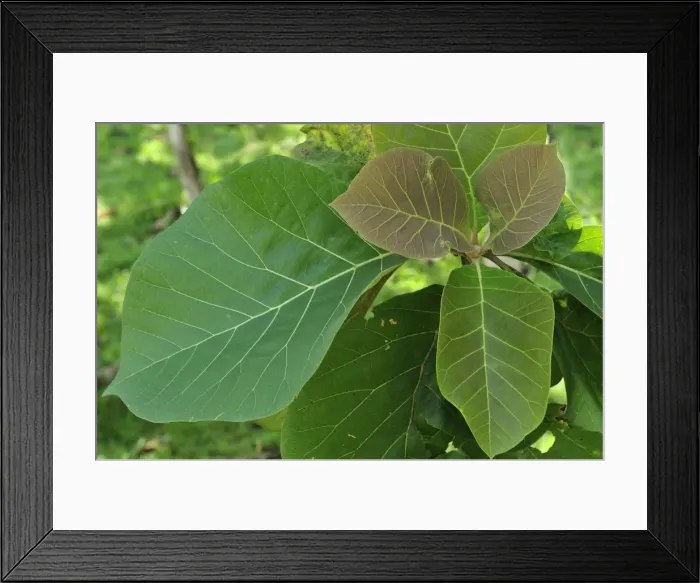 Framed Print : Picture No. 10909375 Framed Print : Picture No. 10909375