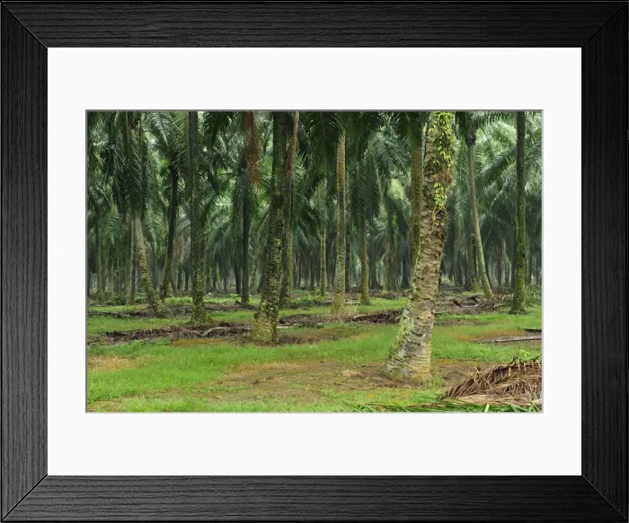 Framed Print : Picture No. 10909376 Framed Print : Picture No. 10909376