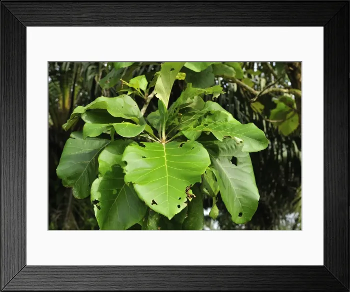 Framed Print : Picture No. 10909374 Framed Print : Picture No. 10909374
