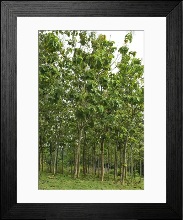 Framed Print : Picture No. 10909372 Framed Print : Picture No. 10909372