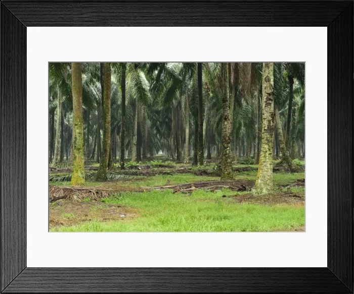 Framed Print : Picture No. 10909378 Framed Print : Picture No. 10909378