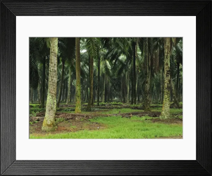 Framed Print : Picture No. 10909377 Framed Print : Picture No. 10909377