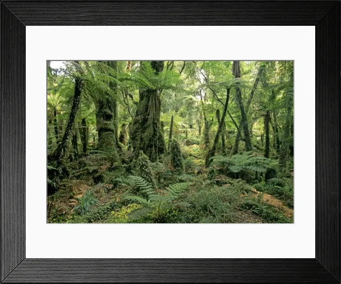 Framed Print : Picture No. 10909384 Framed Print : Picture No. 10909384