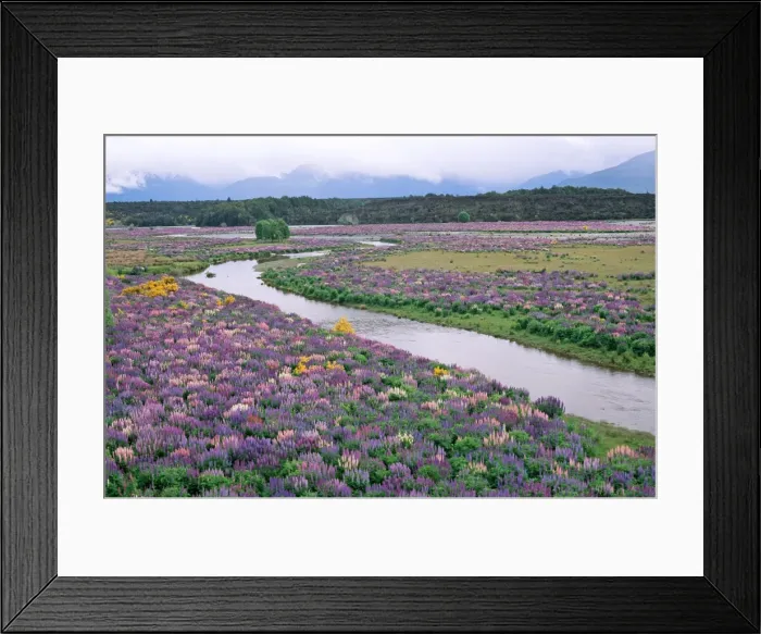 Framed Print : Picture No. 10909380 Framed Print : Picture No. 10909380
