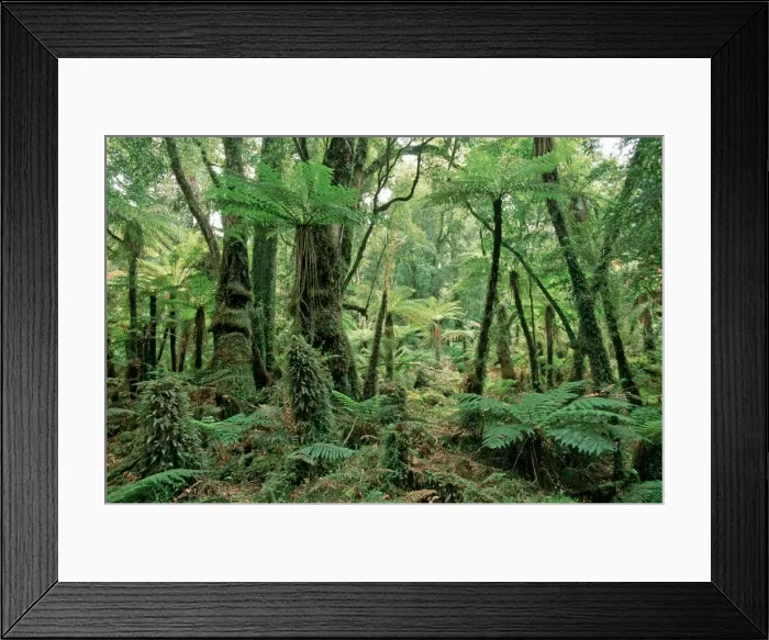 Framed Print : Picture No. 10909383 Framed Print : Picture No. 10909383