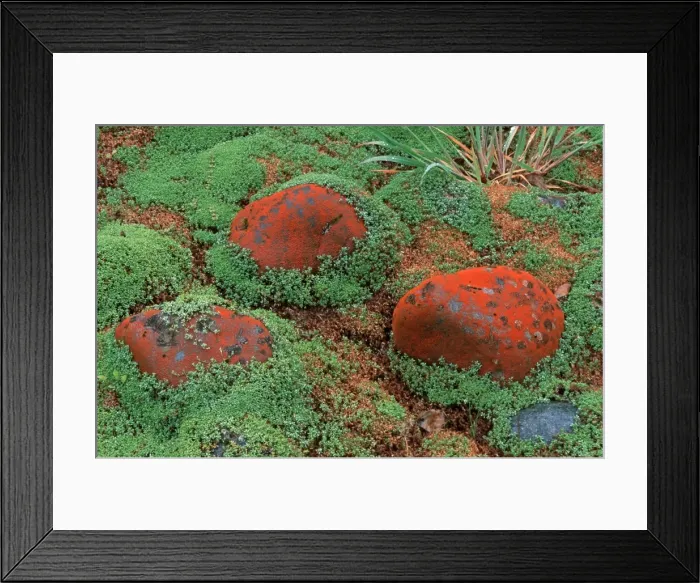 Framed Print : Picture No. 10909393 Framed Print : Picture No. 10909393