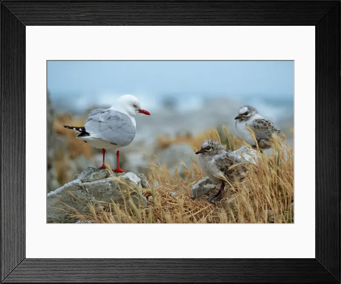 Framed Print : Picture No. 10909396 Framed Print : Picture No. 10909396