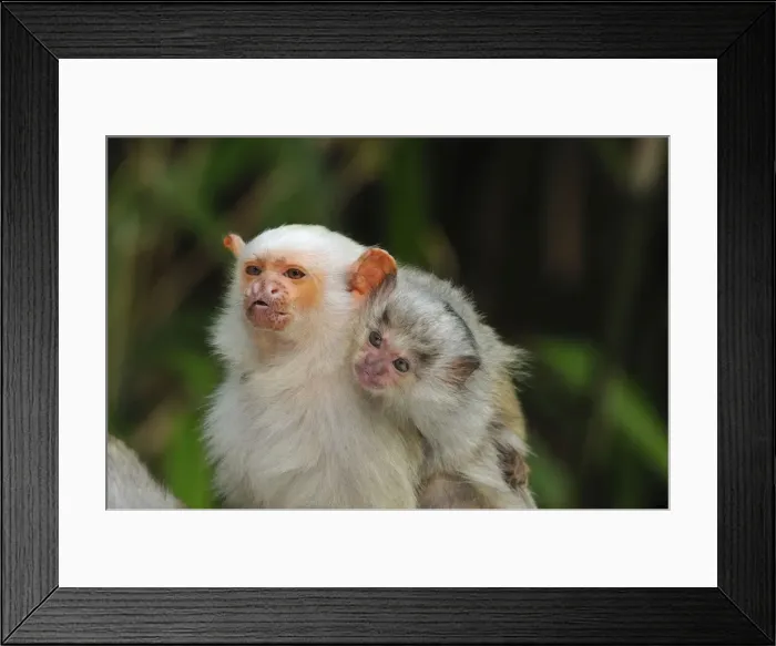 Framed Print : Picture No. 10909399 Framed Print : Picture No. 10909399