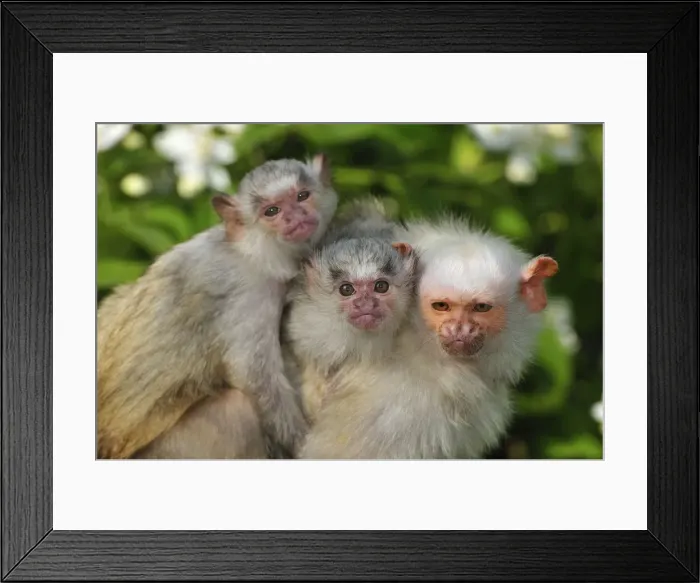Framed Print : Picture No. 10909401 Framed Print : Picture No. 10909401