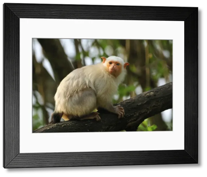 Framed Print : Picture No. 10909400 Framed Print : Picture No. 10909400