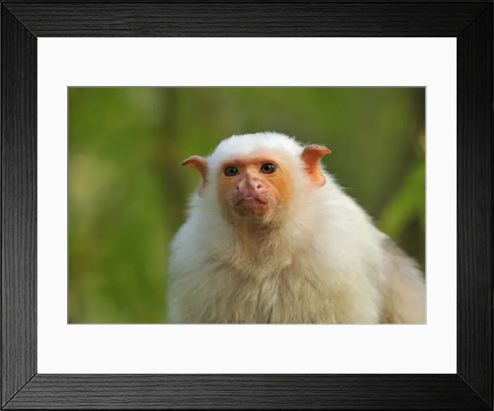 Framed Print : Picture No. 10909402 Framed Print : Picture No. 10909402