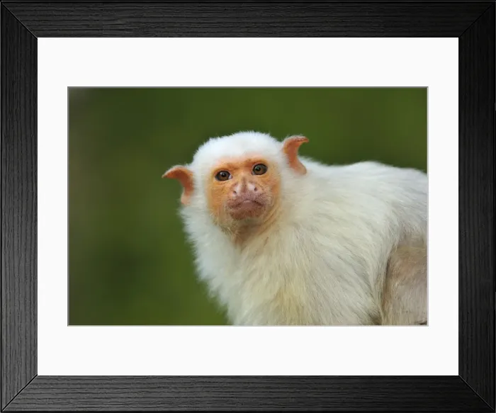 Framed Print : Picture No. 10909404 Framed Print : Picture No. 10909404