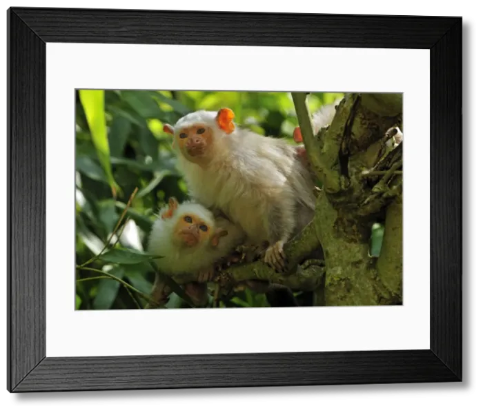 Framed Print : Picture No. 10909405 Framed Print : Picture No. 10909405