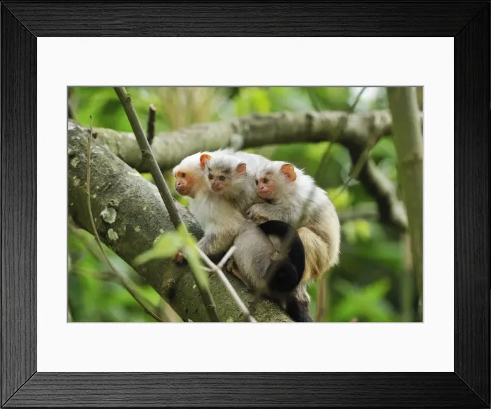 Framed Print : Picture No. 10909407 Framed Print : Picture No. 10909407