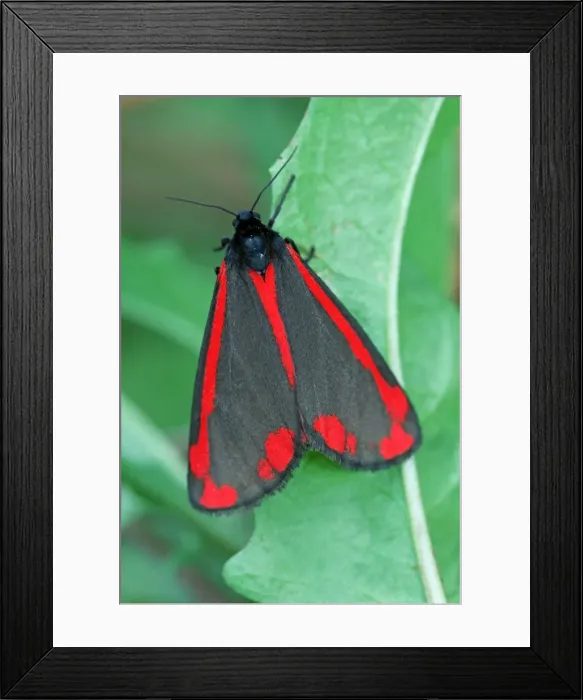 Framed Print : Picture No. 10909395 Framed Print : Picture No. 10909395