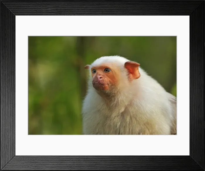 Framed Print : Picture No. 10909403 Framed Print : Picture No. 10909403