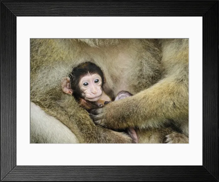 Framed Print : Picture No. 10909465 Framed Print : Picture No. 10909465