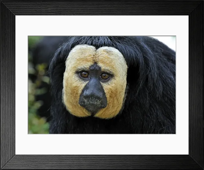Framed Print : Picture No. 10909410 Framed Print : Picture No. 10909410