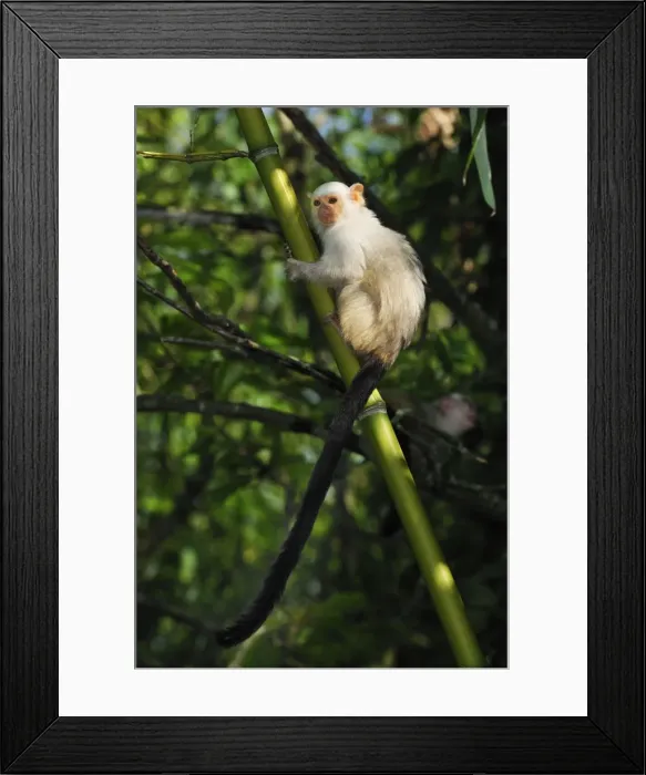 Framed Print : Picture No. 10909406 Framed Print : Picture No. 10909406
