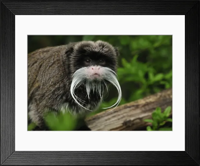 Framed Print : Picture No. 10909412 Framed Print : Picture No. 10909412