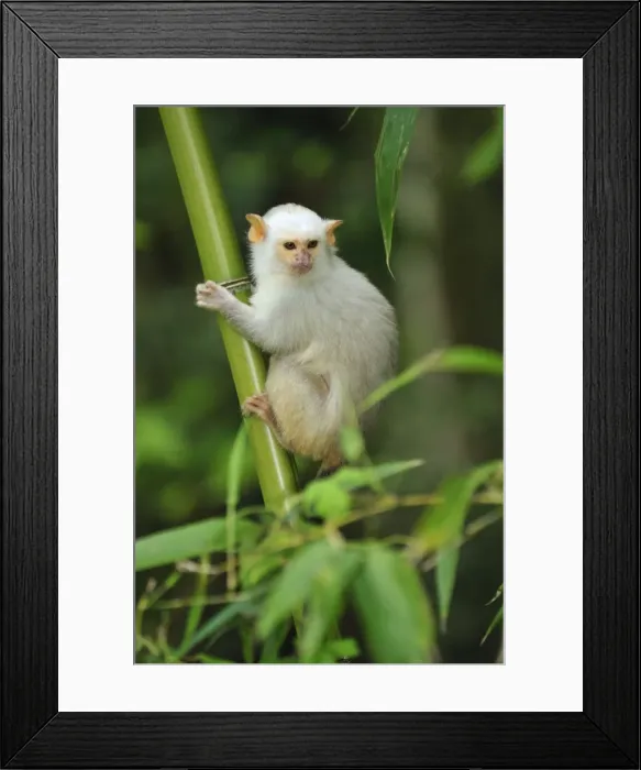 Framed Print : Picture No. 10909408 Framed Print : Picture No. 10909408