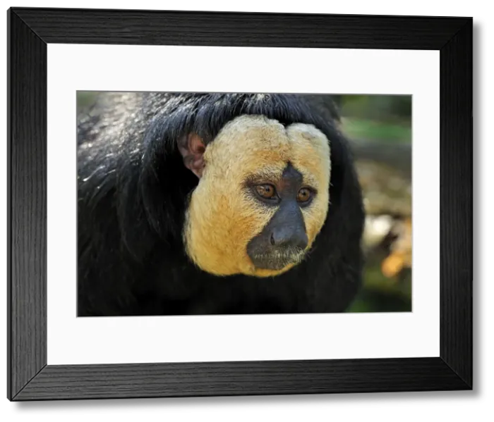 Framed Print : Picture No. 10909409 Framed Print : Picture No. 10909409