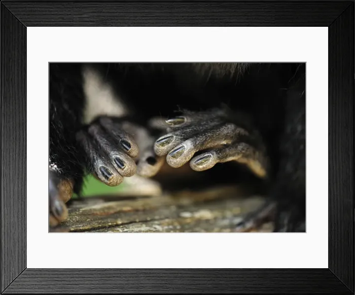 Framed Print : Picture No. 10909411 Framed Print : Picture No. 10909411