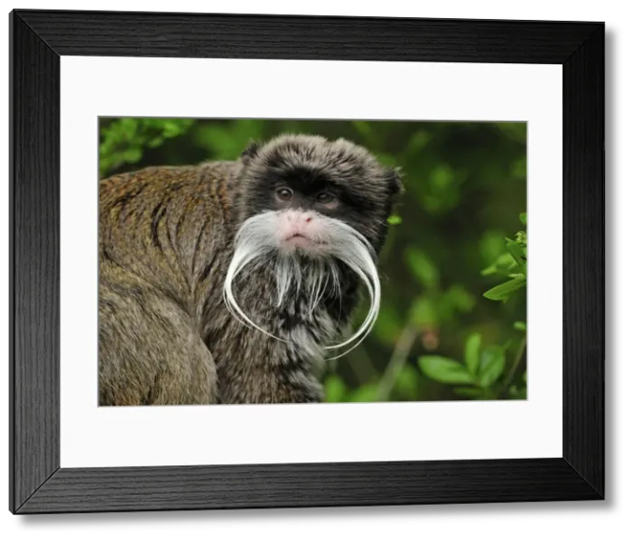 Framed Print : Picture No. 10909414 Framed Print : Picture No. 10909414