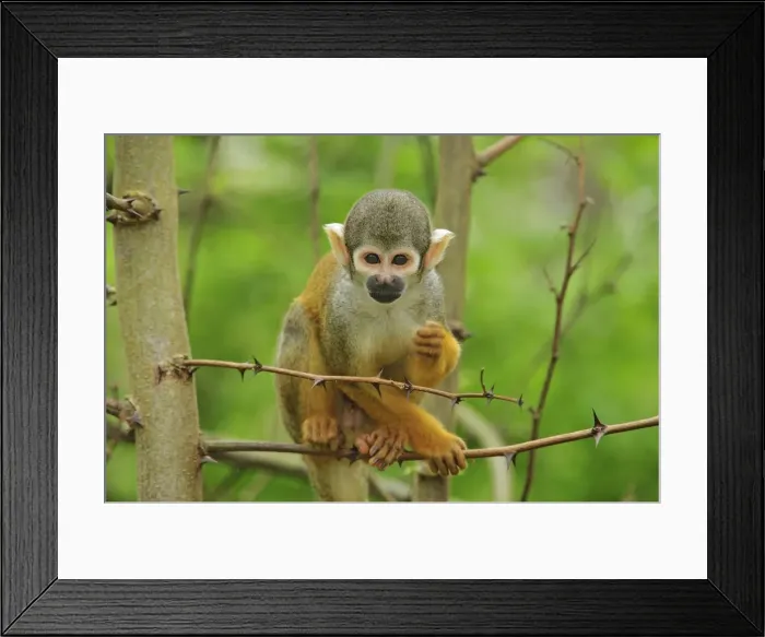 Framed Print : Picture No. 10909417 Framed Print : Picture No. 10909417