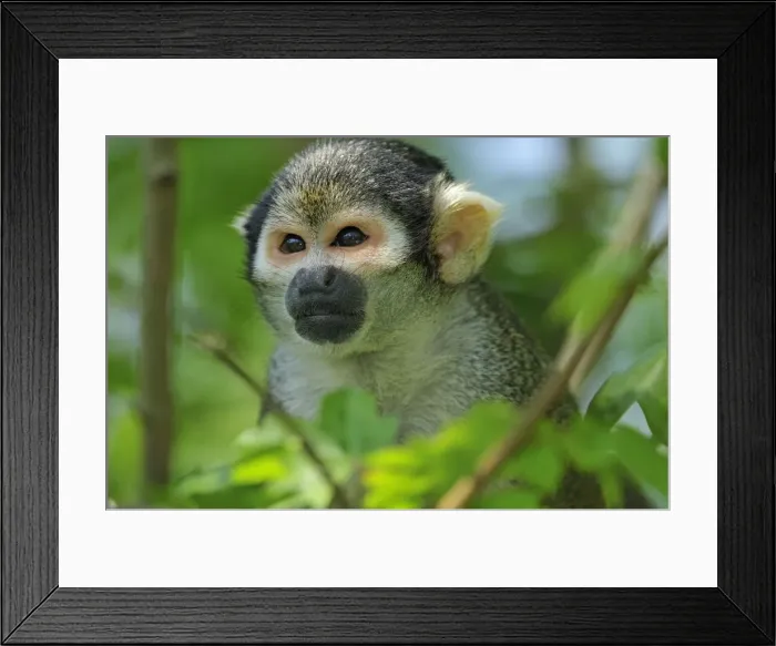 Framed Print : Picture No. 10909419 Framed Print : Picture No. 10909419