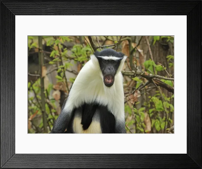 Framed Print : Picture No. 10909421 Framed Print : Picture No. 10909421