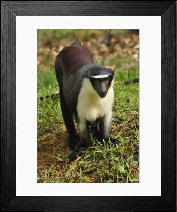 Framed Print : Picture No. 10909422 Framed Print : Picture No. 10909422