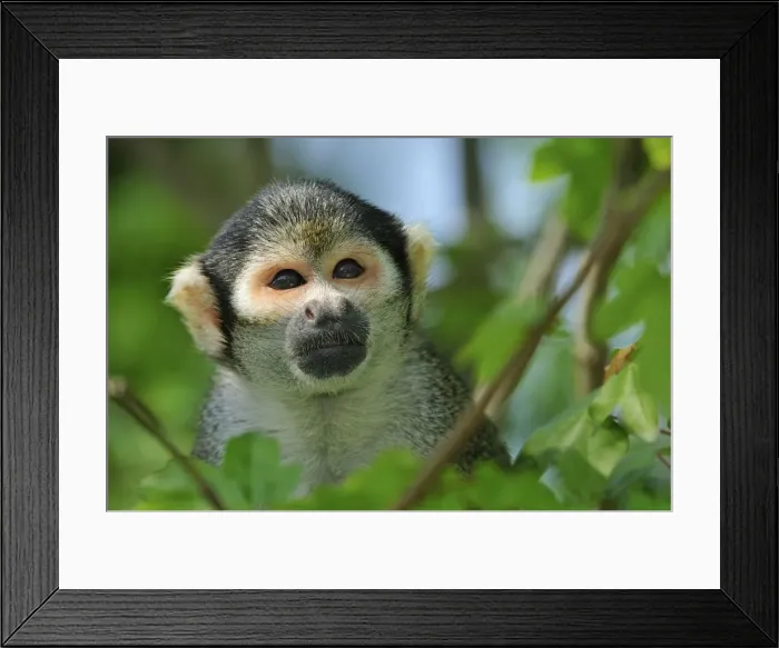 Framed Print : Picture No. 10909420 Framed Print : Picture No. 10909420