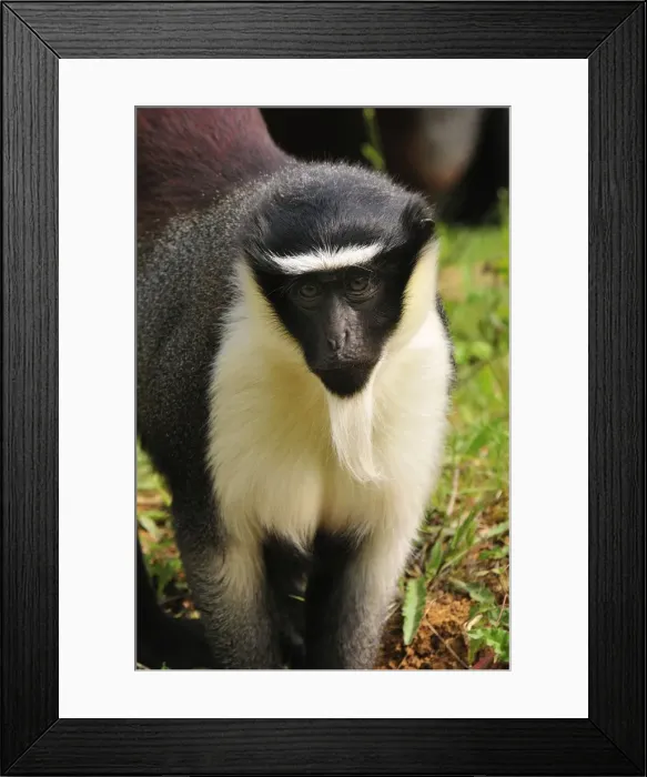 Framed Print : Picture No. 10909425