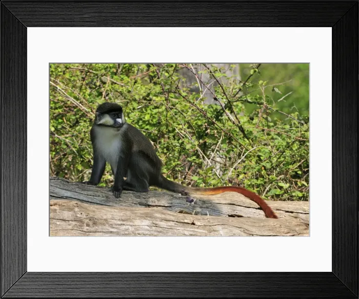 Framed Print : Picture No. 10909426 Framed Print : Picture No. 10909426