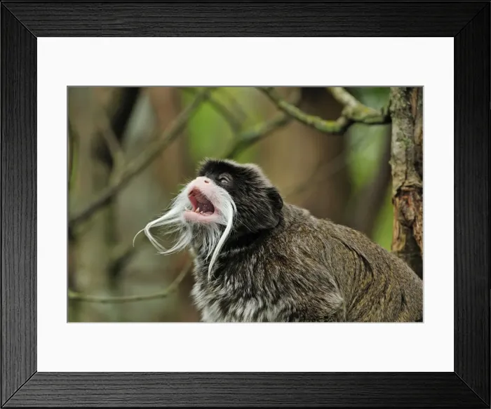 Framed Print : Picture No. 10909415 Framed Print : Picture No. 10909415