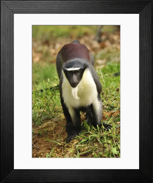 Framed Print : Picture No. 10909423 Framed Print : Picture No. 10909423