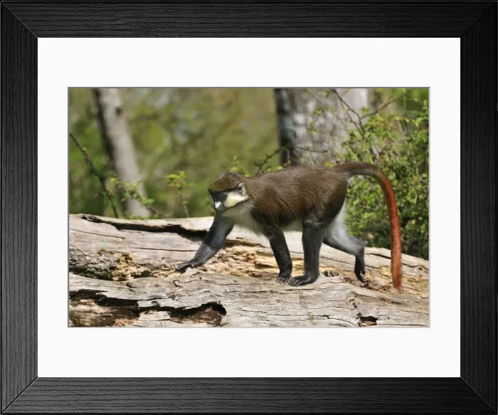 Framed Print : Picture No. 10909427 Framed Print : Picture No. 10909427