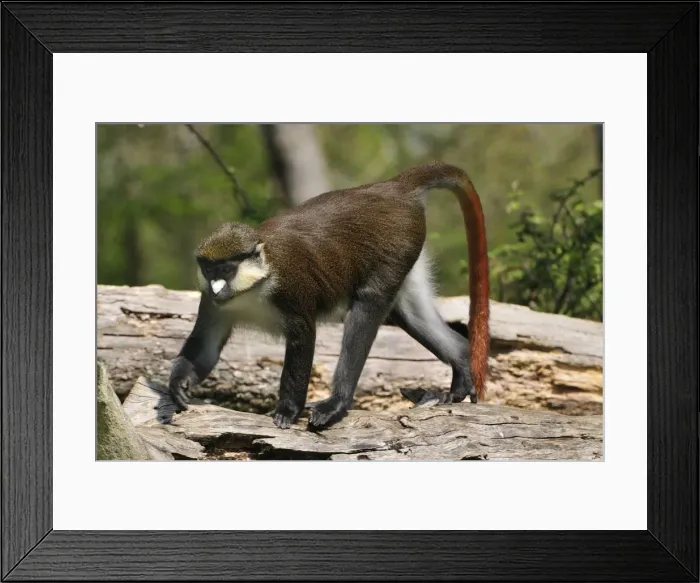 Framed Print : Picture No. 10909428