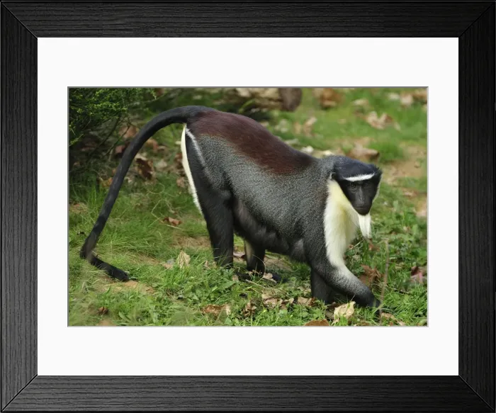 Framed Print : Picture No. 10909424 Framed Print : Picture No. 10909424