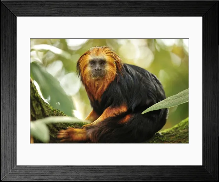 Framed Print : Picture No. 10909431 Framed Print : Picture No. 10909431
