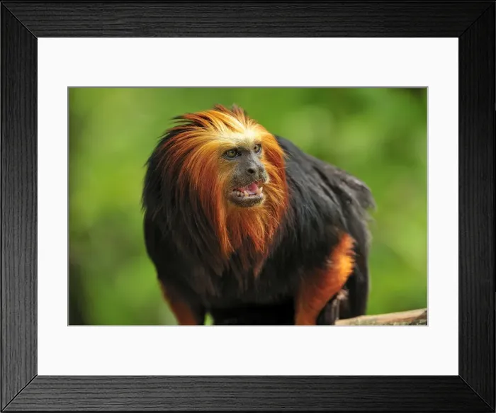 Framed Print : Picture No. 10909433 Framed Print : Picture No. 10909433