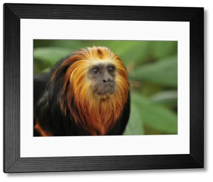 Framed Print : Picture No. 10909429 Framed Print : Picture No. 10909429